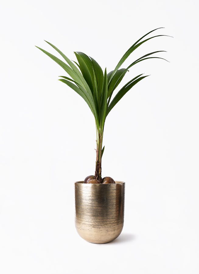ココヤシ | 観葉植物の通販ならHitoHana（ひとはな）