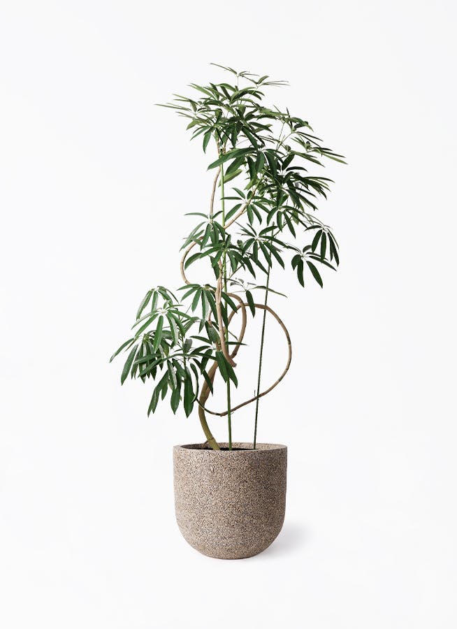 シェフレラ アンガスティフォリア 曲がり | HitoHana(ひとはな)