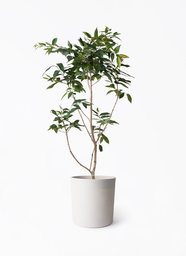 アマゾン　オリーブ アマゾンオリーブ (ムラサキフトモモ) | 観葉植物通販HitoHana(ひとはな)