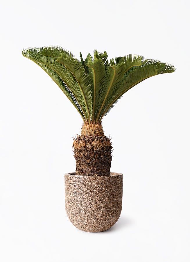 ソテツ(蘇鉄・そてつ)  金環 10号鉢 Cycas revoluta ソテツ(蘇鉄・そてつ) 金環 10号鉢 Cycas revoluta