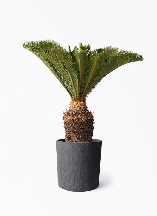 ソテツ 10号 | 観葉植物 | インテリアやギフトに - Hitohana（ひとはな）