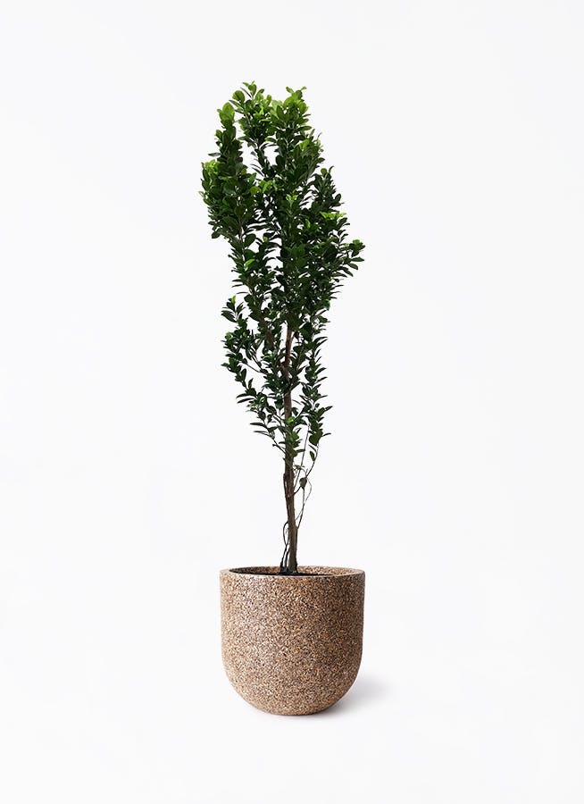 ガジュマル 10号 | 観葉植物 | 送料無料でお届け - Hitohana