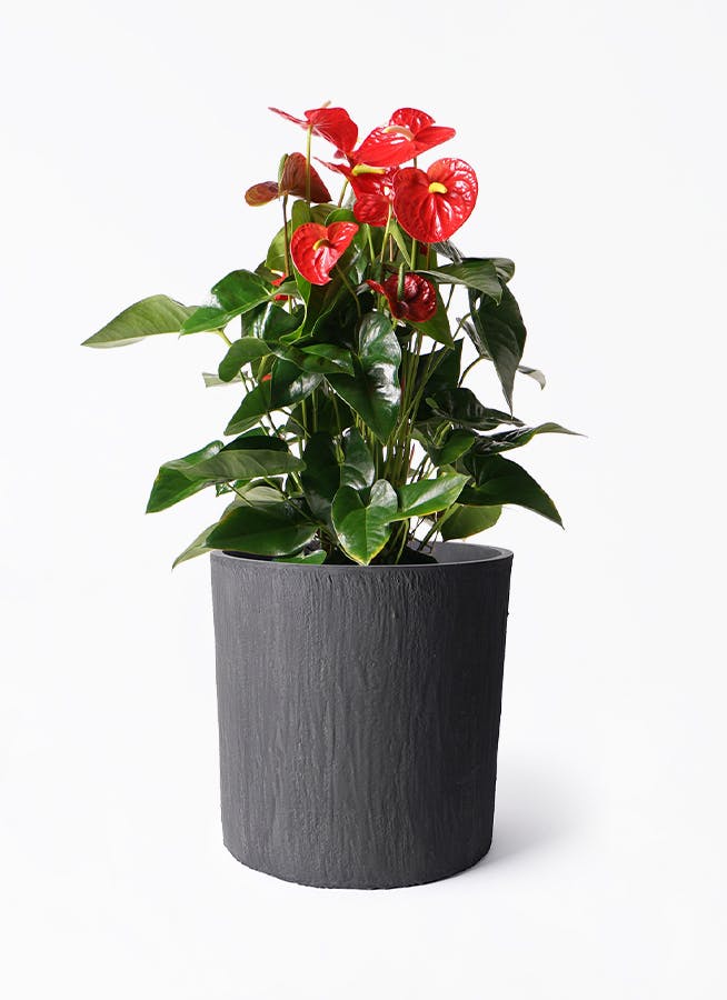 アンスリウム 10号 | 観葉植物通販HitoHana(ひとはな)