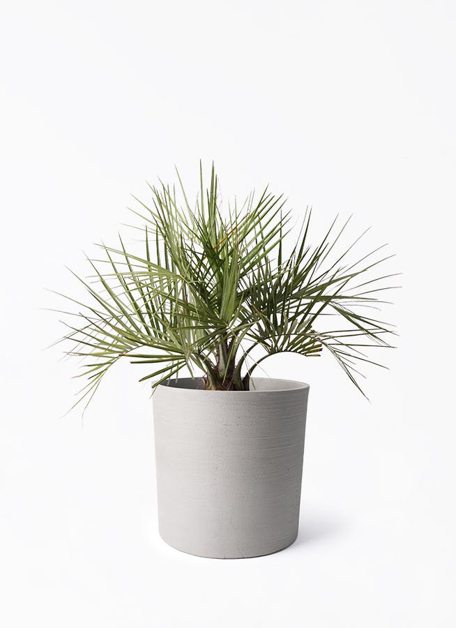 ココスヤシ (ヤタイヤシ) | 観葉植物の通販ならHitoHana（ひとはな）