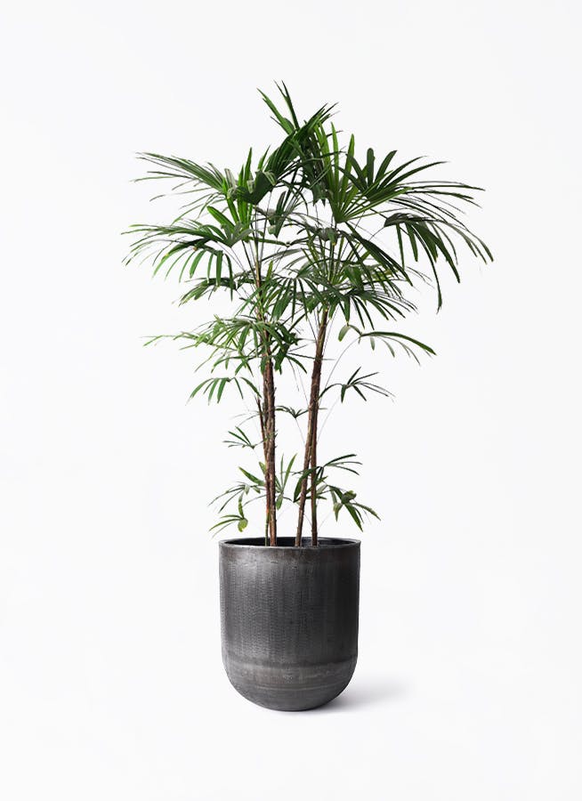 シュロチク（棕櫚竹） | 観葉植物の通販ならHitoHana（ひとはな）