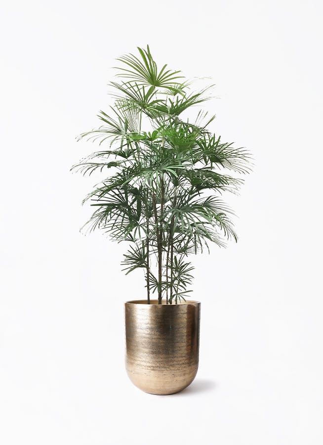 雲南シュロ竹 7号サイズ 受け皿付き 【公式通販】