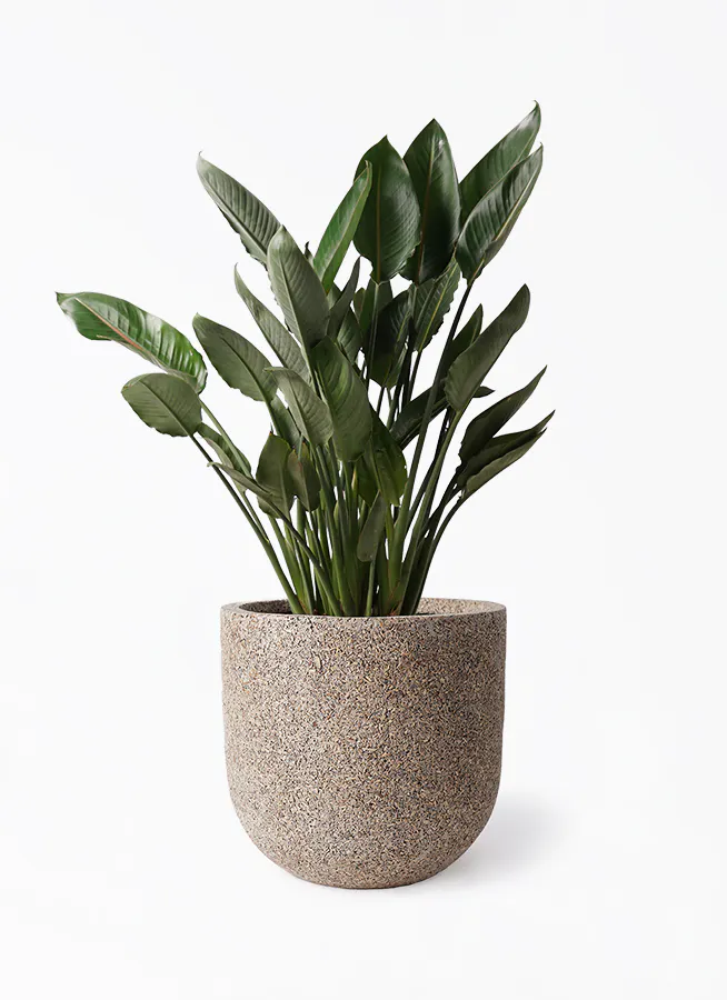 ストレチア レギネ 10号 | 観葉植物 | インテリアやギフトに 観葉植物 ストレリチア レギネ 10号
