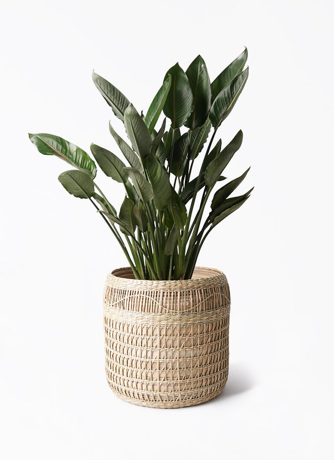 観葉植物 ストレリチア レギネ 10号 アルマ ウーブン ナチュラル 付き 