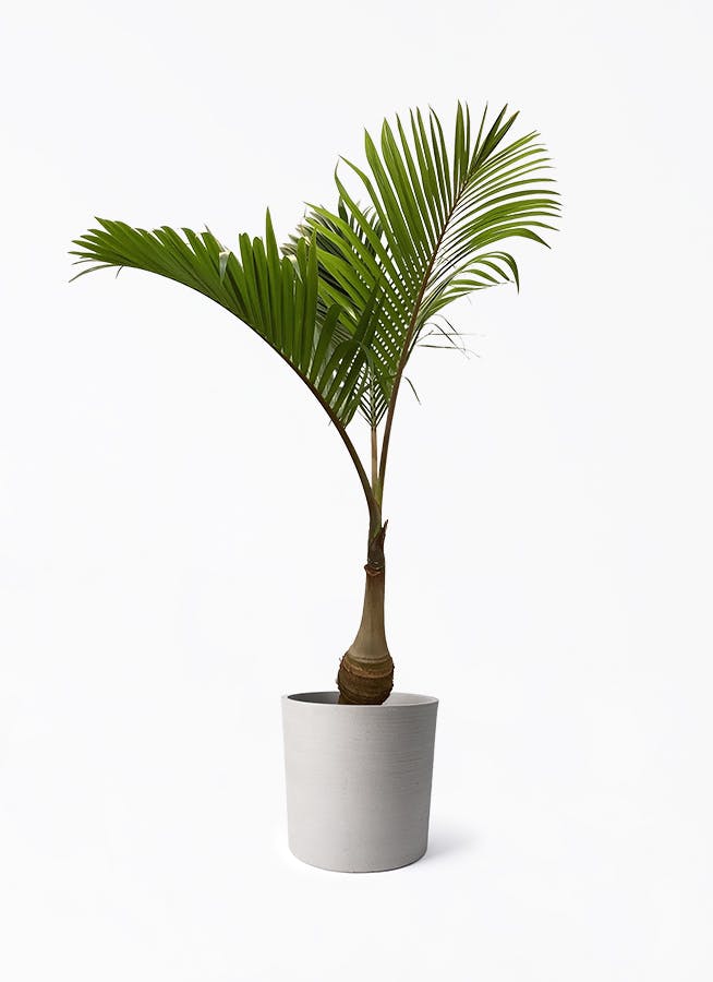 トックリヤシ | 観葉植物の通販ならHitoHana（ひとはな）