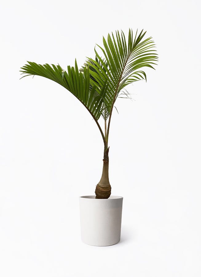とっくりヤシ Amazon.co.jp: 観葉植物・希少：トックリヤシ(徳利椰子)*6号 : DIY