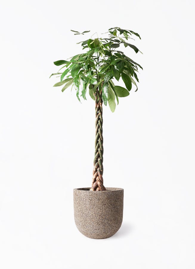 パキラ 10号 | 観葉植物の通販ならHitoHana（ひとはな）