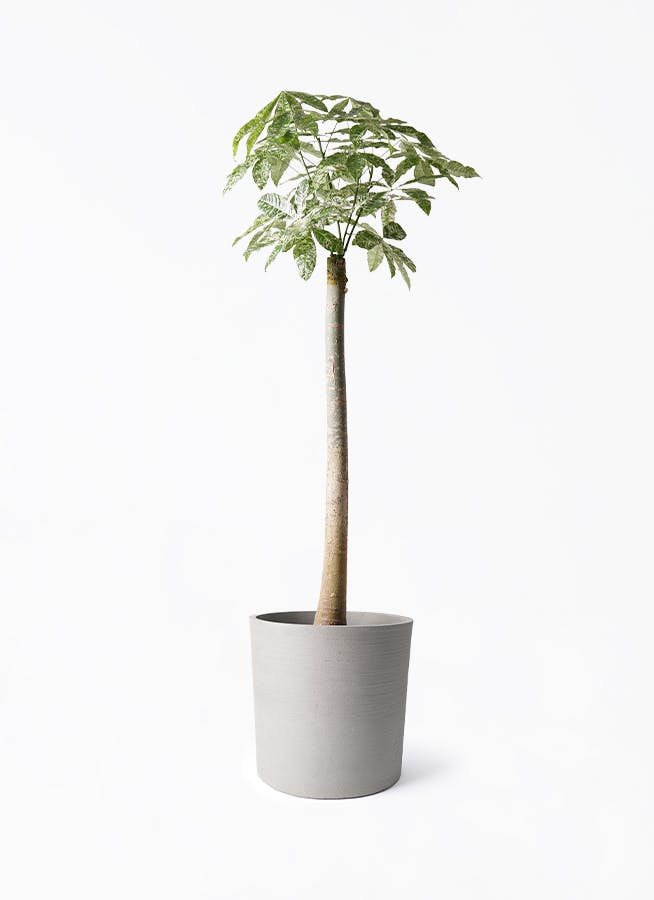 斑入りパキラ③ パキラ 朴 斑入り | 観葉植物の通販ならHitoHana（ひとはな）