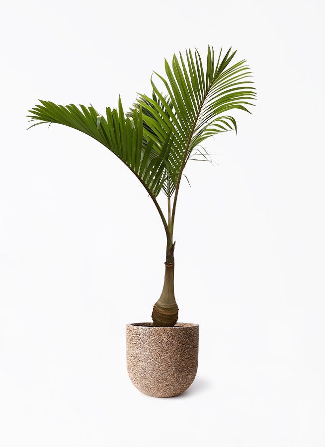 【良好】トックリヤシ 販売　ヤシ 楽天市場】おしゃれ 観葉植物・希少：トックリヤシ(徳利椰子)*とっくり