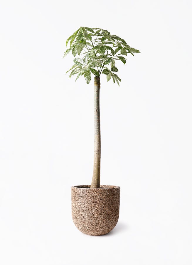 パキラ 朴 斑入り | 観葉植物の通販ならHitoHana（ひとはな）