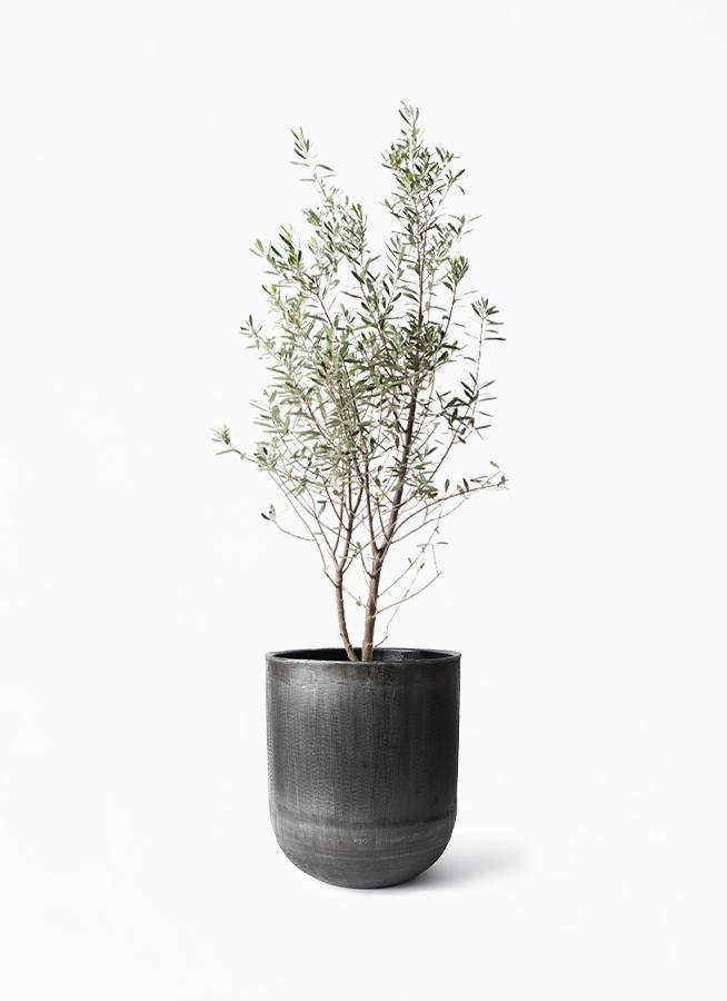 観葉植物 オリーブの木 10号 チプレッシーノ アンワール カーフ ミンク 