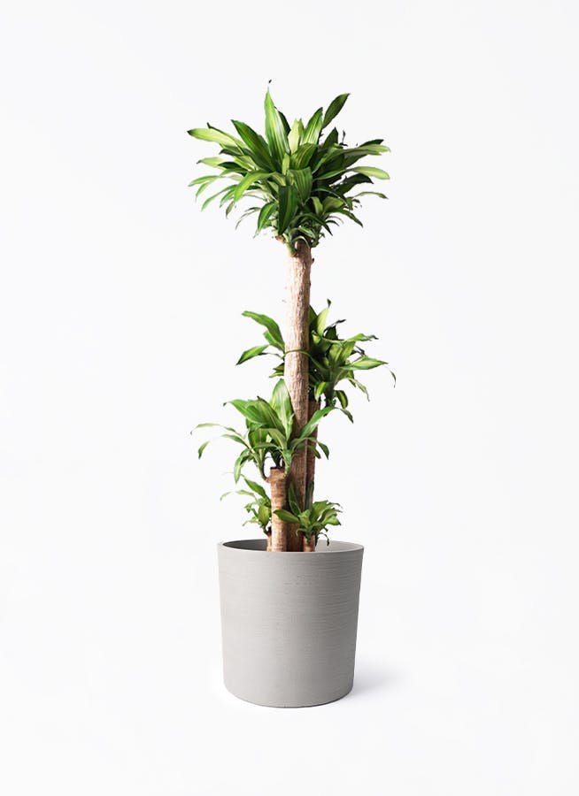 ドラセナ幸福の木 大型 | 観葉植物通販HitoHana(ひとはな)