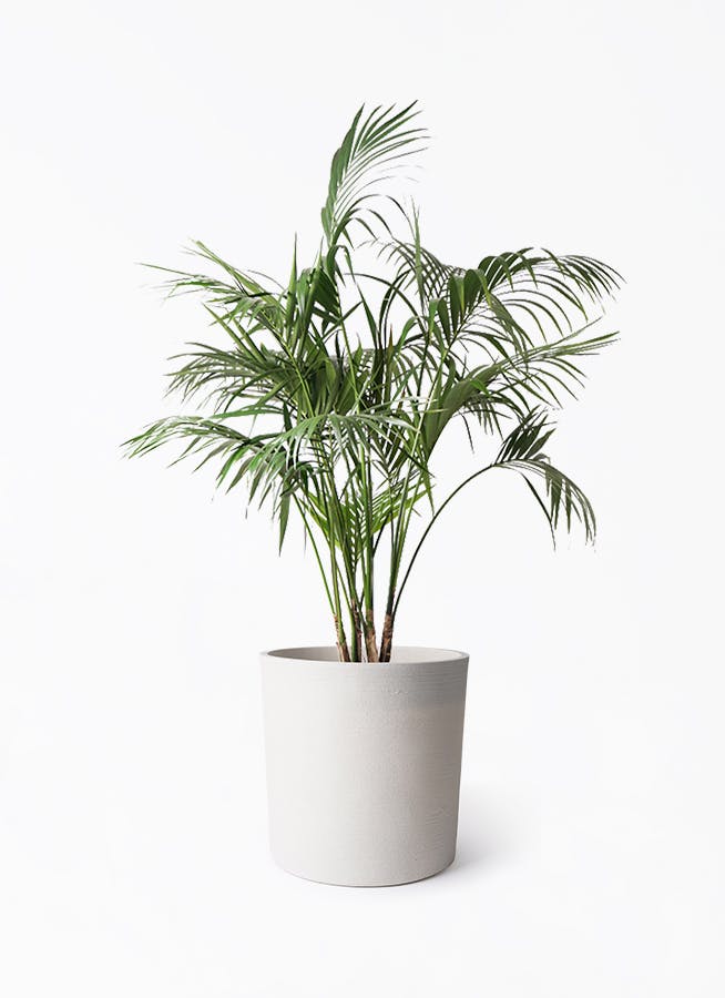 ケンチャヤシ | 観葉植物の通販ならHitoHana（ひとはな）