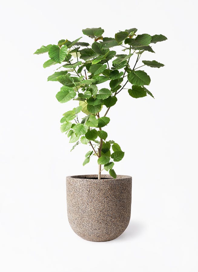 ウンベラータ 10号 | 観葉植物の通販ならHitoHana（ひとはな）