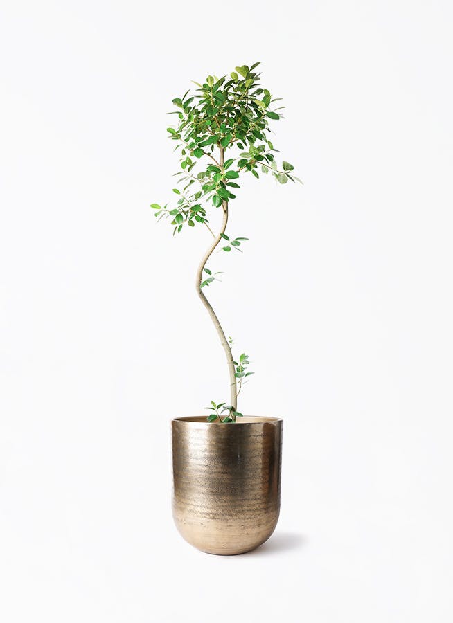 観葉植物 コルディリネ (コルジリネ) ストリクタ 10号 アンワール