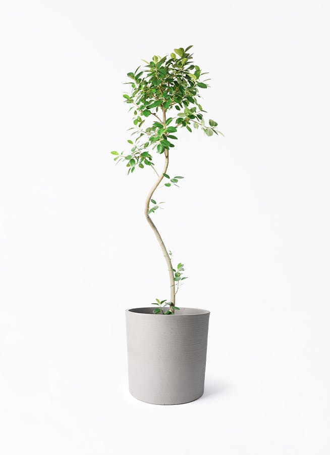 観葉植物 コルディリネ (コルジリネ) ストリクタ 10号 ソンク