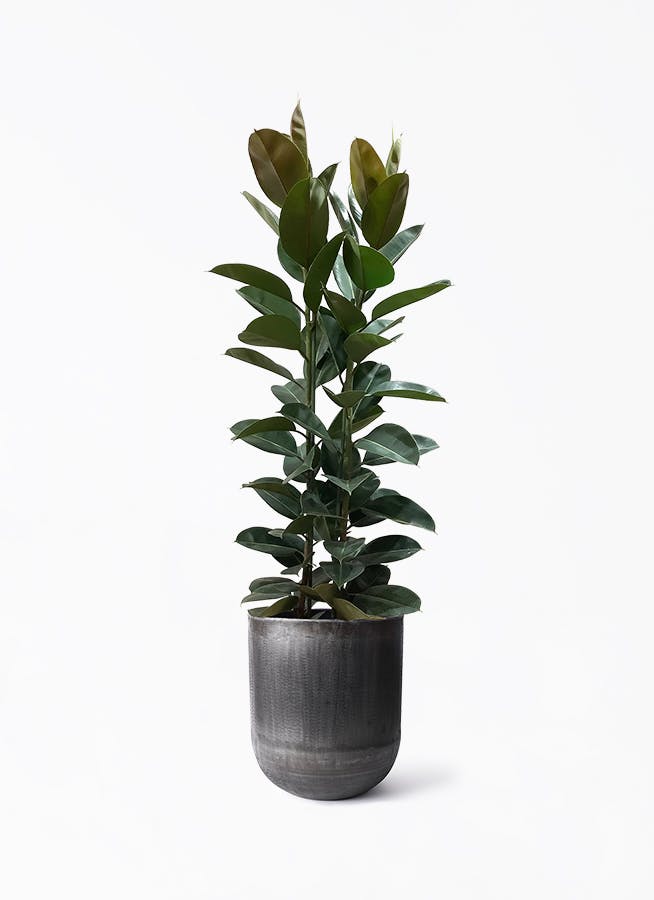 黒・ブラックの鉢カバー付きの観葉植物 | HitoHana（ひとはな）