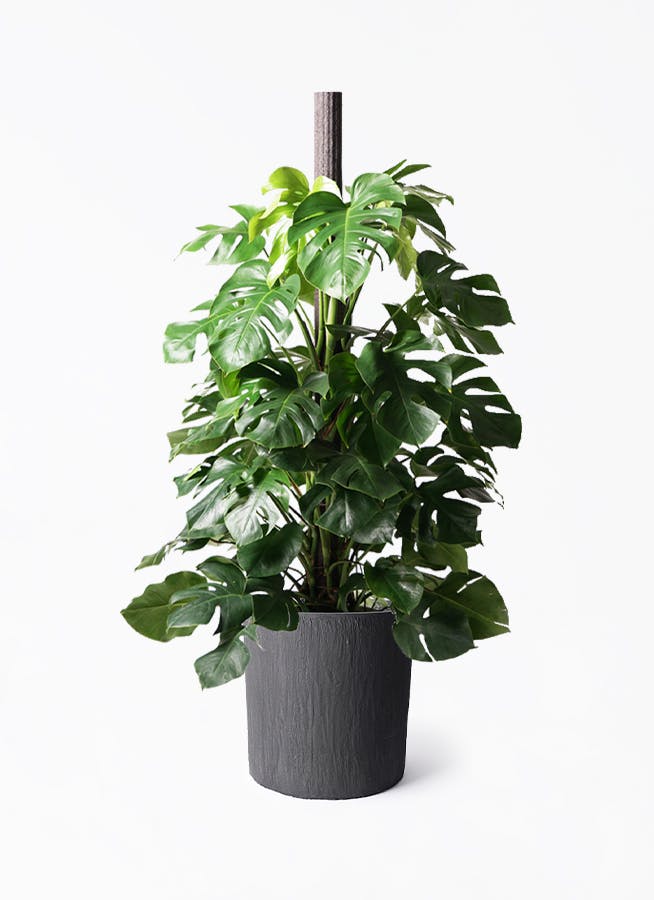 大きめモンステラ 観葉植物 幹立ちモンステラ 【サイズ】8号サイズ 【高さ】150cm 【横幅】95cm 幹