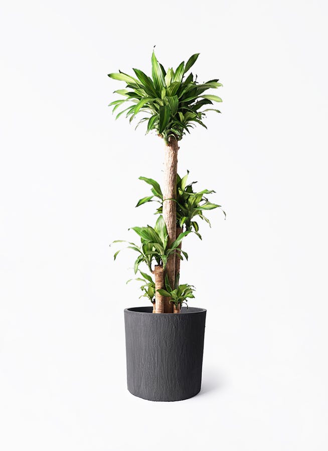 ドラセナ幸福の木 大型 | 観葉植物通販HitoHana(ひとはな)