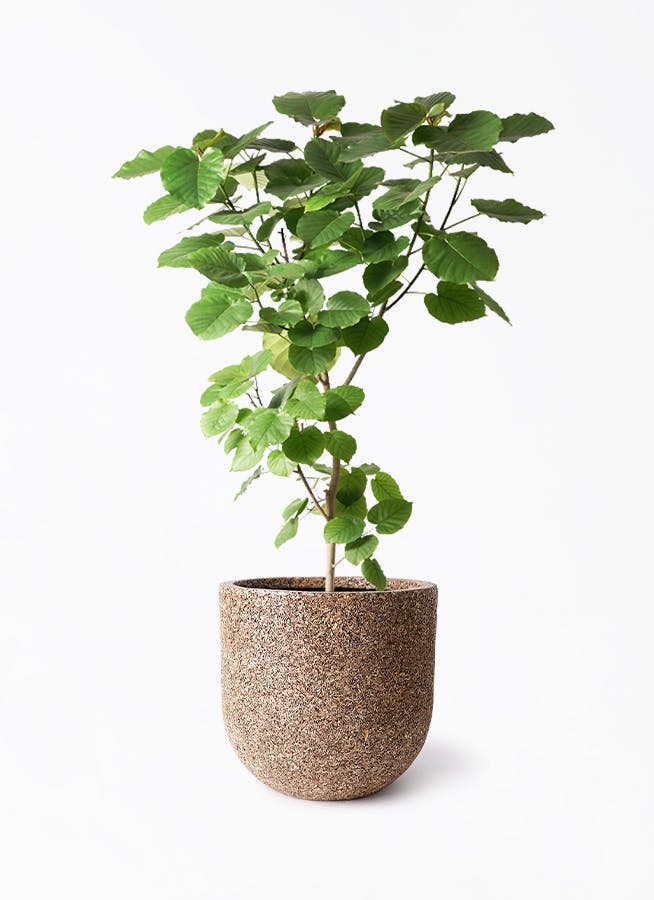 フィカス ウンベラータ 180cm 10号 直線　かご付き　現地取引　長野県 フィカス ウンベラータ 180cm 10号 直線 かご付き 現地取引 長野県