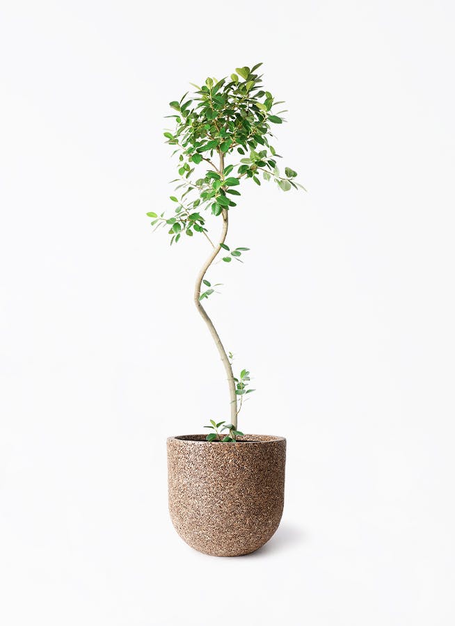 フランスゴム 10号 180cm 気根 曲がり 観葉植物 フランスゴムの木 10号 気根 プラスチック鉢 | 観葉植物なら