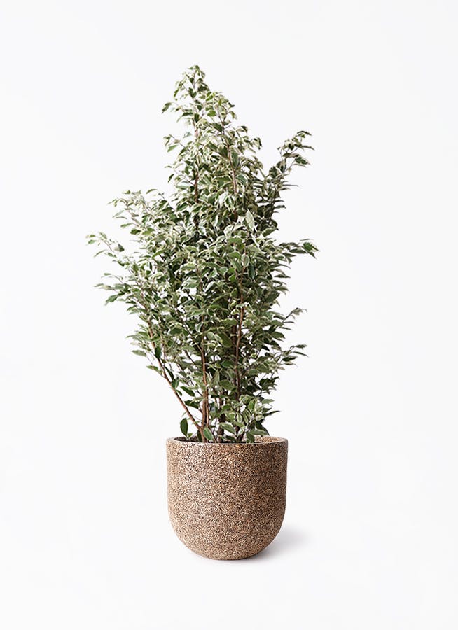 フィカス ベンジャミン スターライト | 観葉植物通販HitoHana(ひとはな)