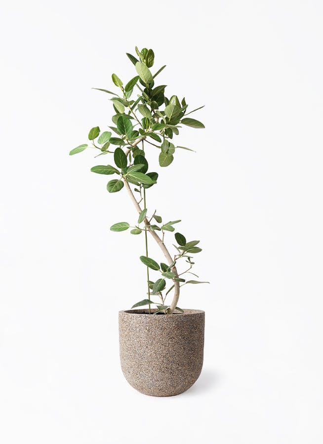 ベンガレンシス　10号 約1.8メートル　現品 フィカス・ベンガレンシス 10号の通販 | 観葉植物通販AONOKI