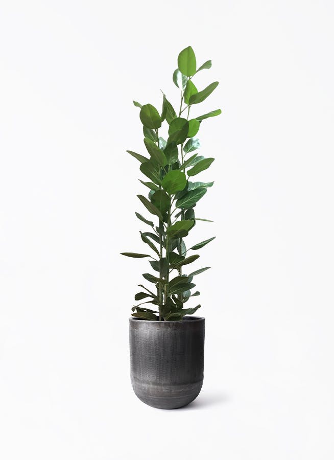 フィカス ベンガレンシス 10号 | 観葉植物通販 Hitohana（ひとはな）