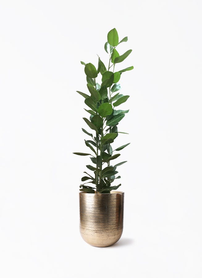 フィカス ベンガレンシス 10号 | 観葉植物通販 Hitohana（ひとはな）
