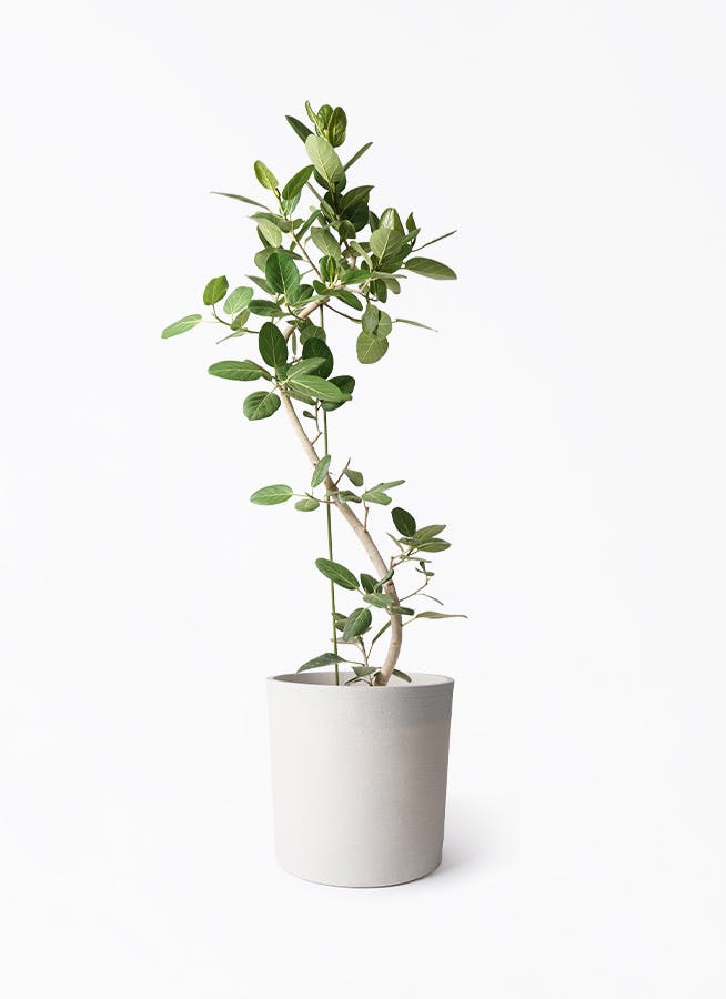 フィカス ベンガレンシス 10号 | 観葉植物通販 Hitohana（ひとはな）