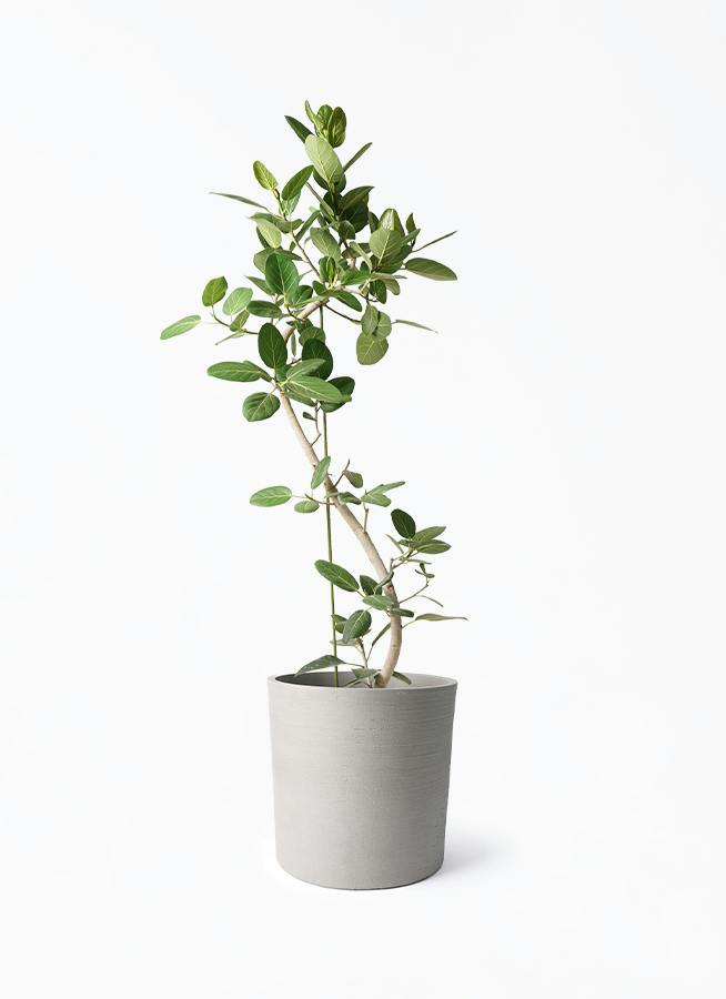 フィカス ベンガレンシス 10号 | 観葉植物通販 Hitohana（ひとはな）