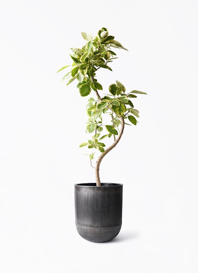 フィカス アルテシーマ 曲がり | 観葉植物通販 Hitohana（ひとはな）