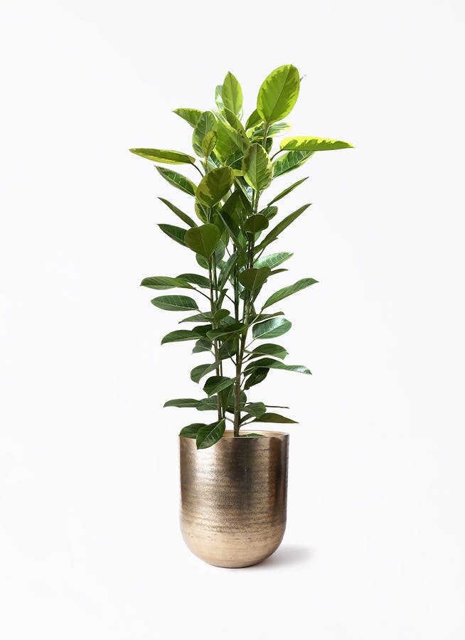 フィカス　アルテシマ3 フィカス アルテシーマ 3本立ち | 観葉植物 | インテリアや