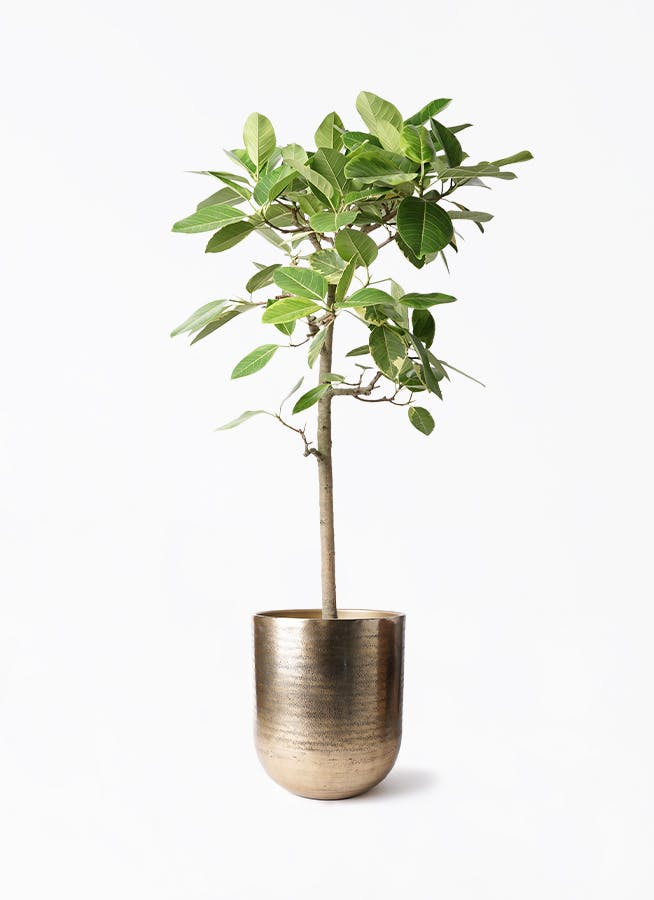 フィカス アルテシーマ 10号 | 観葉植物 | インテリアやギフトに