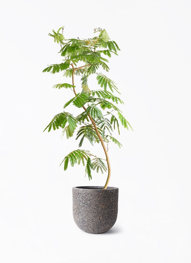 エバーフレッシュ 曲がり | 観葉植物通販 Hitohana（ひとはな）