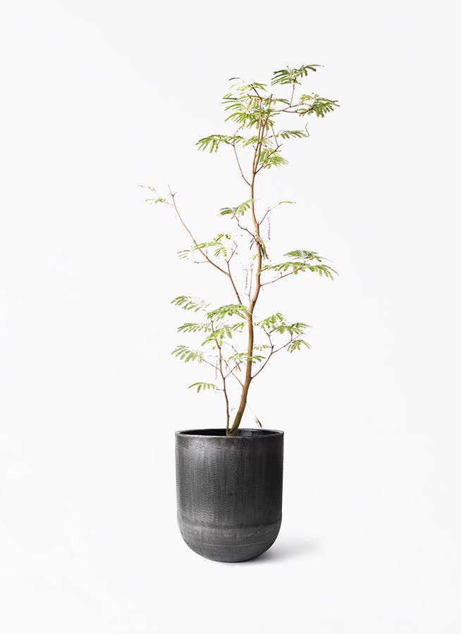 エバーフレッシュ 10号 | 観葉植物 | インテリアやギフトに - Hitohana（ひとはな）