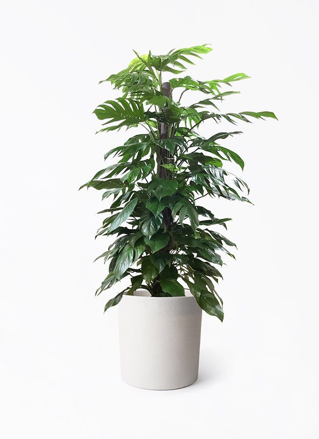 マングーカズラ | 観葉植物 | インテリアやギフトに - Hitohana（ひと