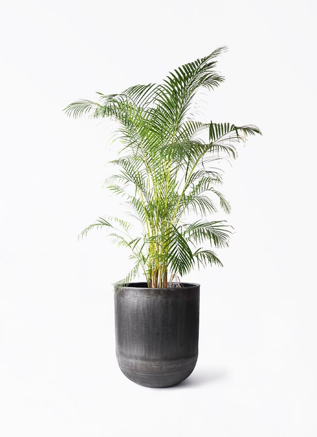 アレカヤシ 10号 | 観葉植物 | インテリアやギフトに - Hitohana