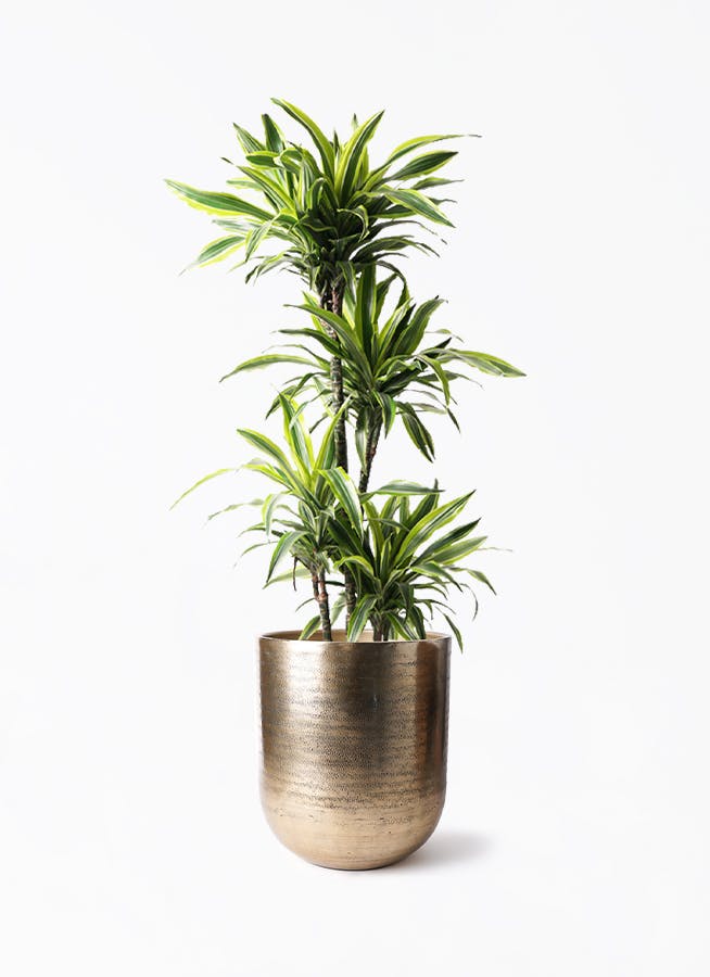 【よしざわ⚠神奈川】剣状の深みある緑葉が魅力♪コルディリネストリクタ10号 よしざわ様専用⚠神奈川】剣状の深みある緑葉が魅力