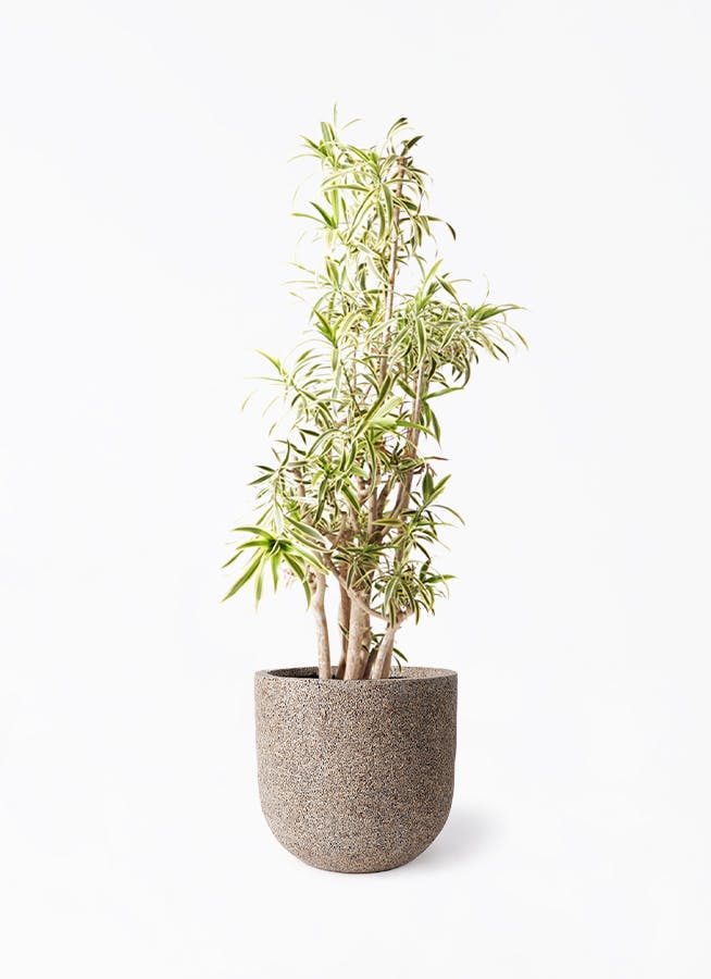 観葉植物 ドラセナ ソングオブインディア ドラセナ ソング オブ インディア | 観葉植物通販HitoHana(ひとはな)