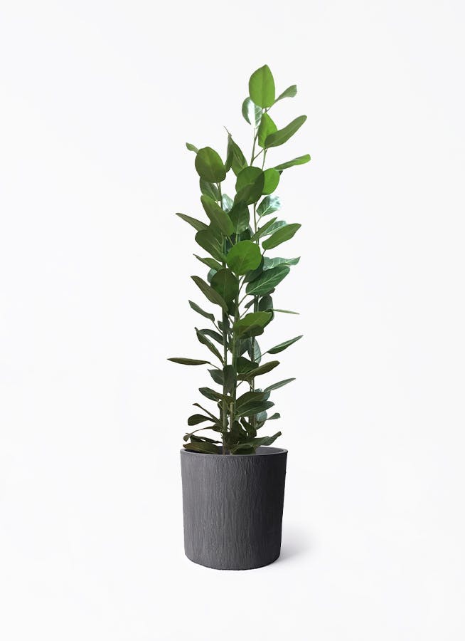 フィカス ベンガレンシス 10号 | 観葉植物通販 Hitohana（ひとはな）