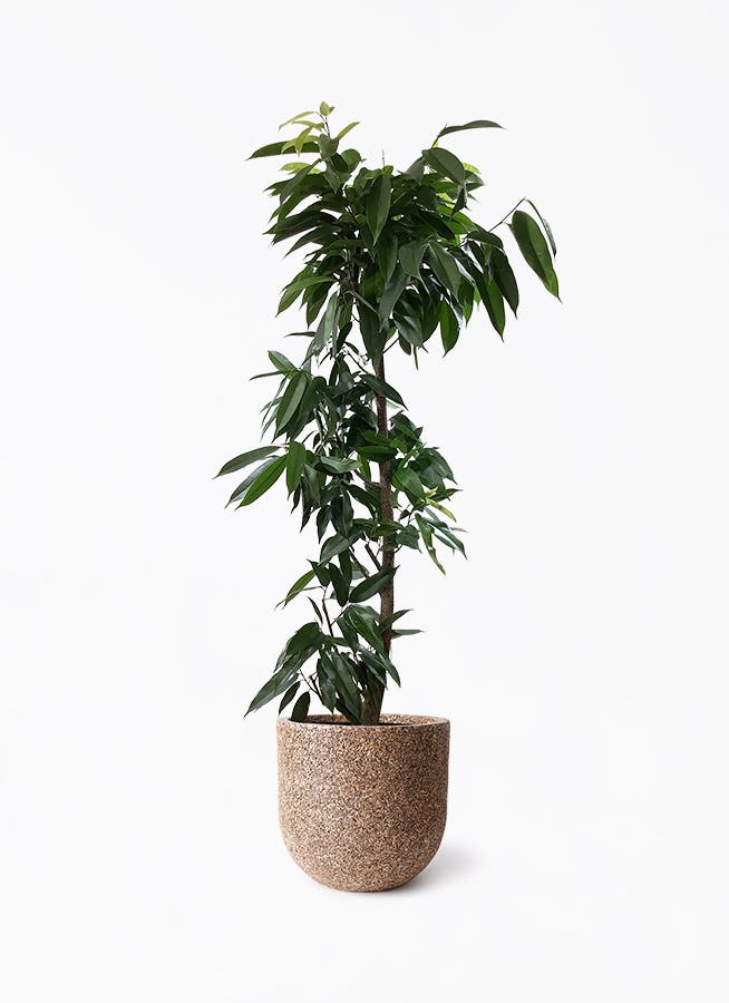 (引き取り限定) アムステルダムキング　外鉢付き　180cm フィカス アムステルダムキング | 観葉植物通販HitoHana(ひとはな)