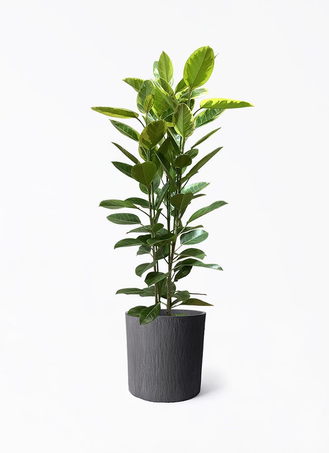 フィカス アルテシーマ 3本立ち | 観葉植物 | インテリアやギフトに