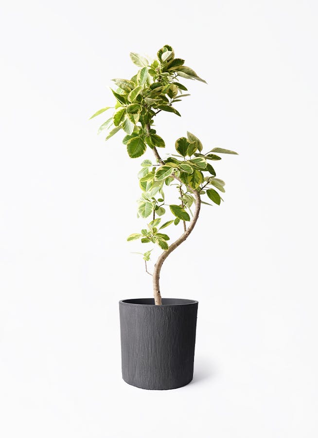 【あまのじゃく1970⚠兵庫県】リゾート感満載♪ケンチャヤシ 10号鉢② 観葉植物 ケンチャヤシ 10号 モンデリック ラタン 付き | 観葉