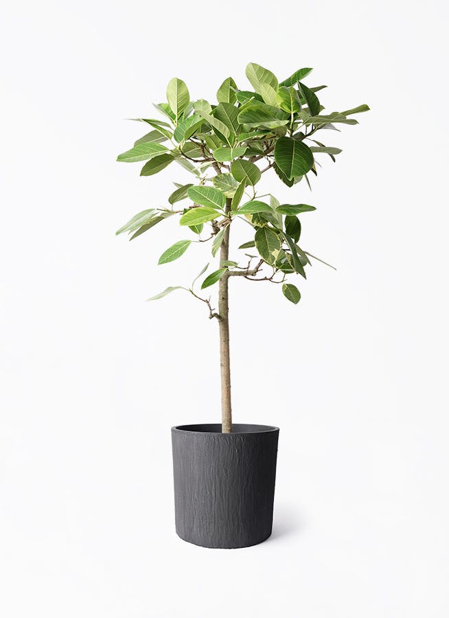 フィカス アルテシーマ 10号 | 観葉植物 | インテリアやギフトに