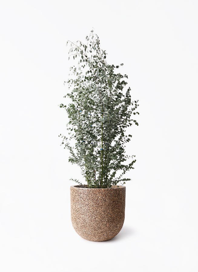ユーカリ | 観葉植物の通販ならHitoHana（ひとはな）